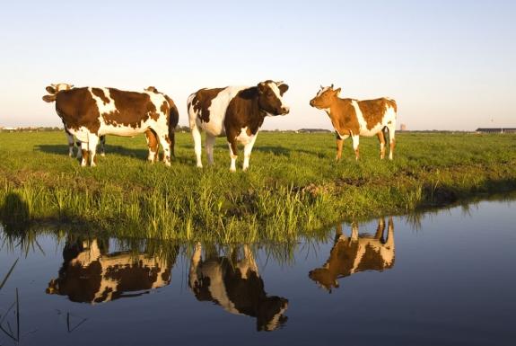 Koeien in de polder | Marinapark Volendam